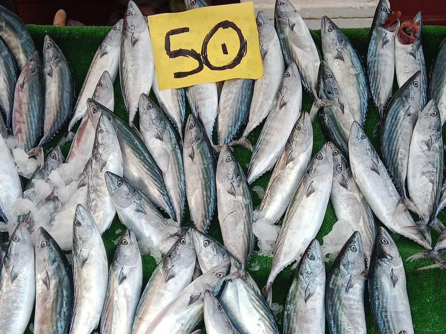 Zonguldak'ta Balık Şöleni: Palamut 50 TL