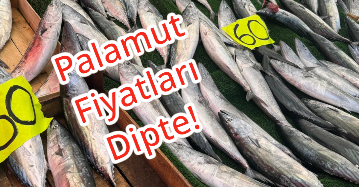 Palamut Fiyatları Dipte! Zonguldak'ta Balık Şöleni Başladı!