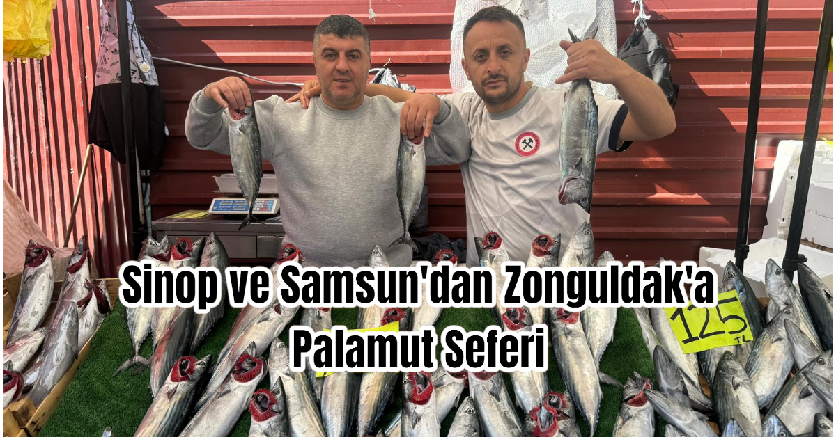 Sinop ve Samsun'dan Zonguldak'a Palamut Seferi 