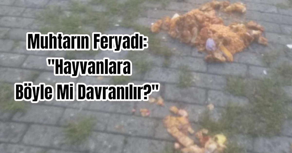 Muhtarın Feryadı: 