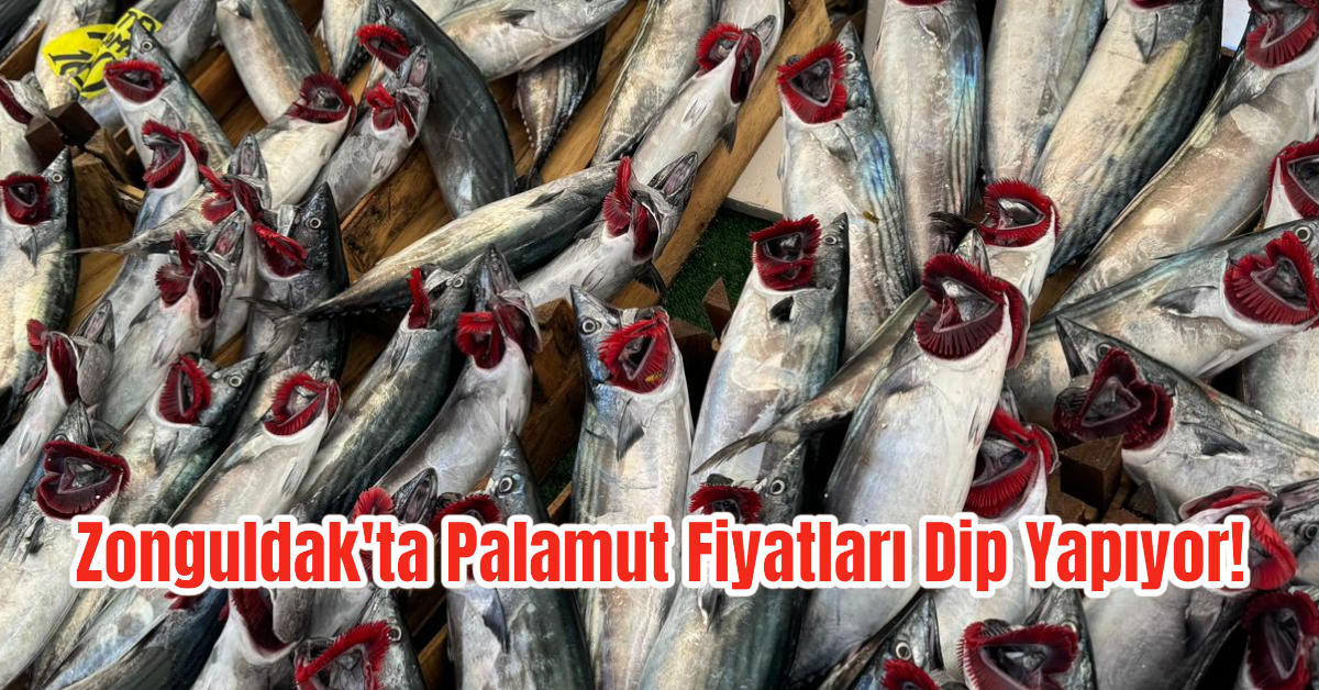 Zonguldak'ta Palamut Fiyatları Dip Yapıyor!