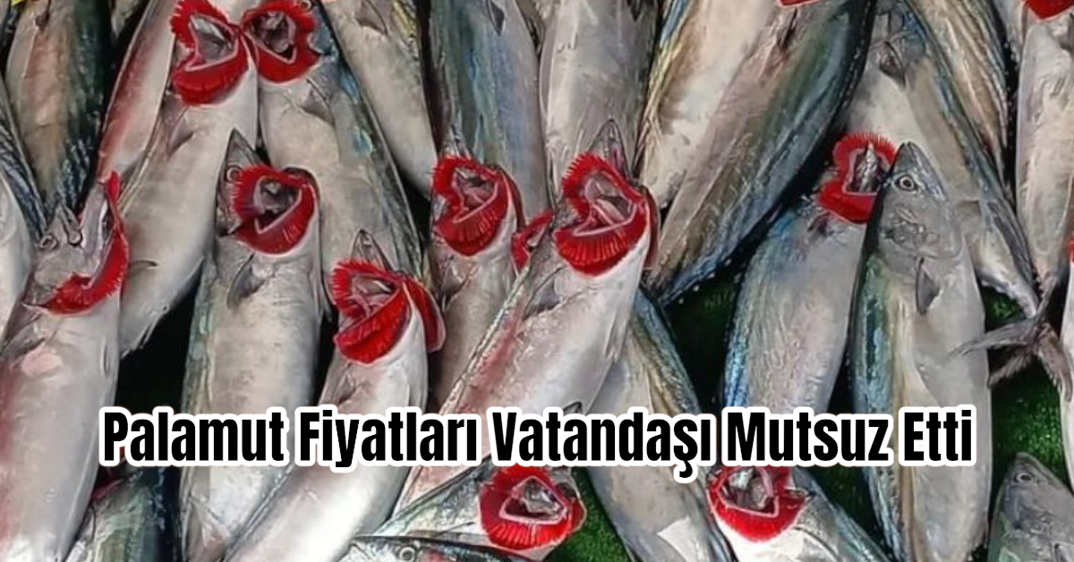 Zonguldak'ta Palamut Fiyatları Vatandaşı Mutsuz Etti 