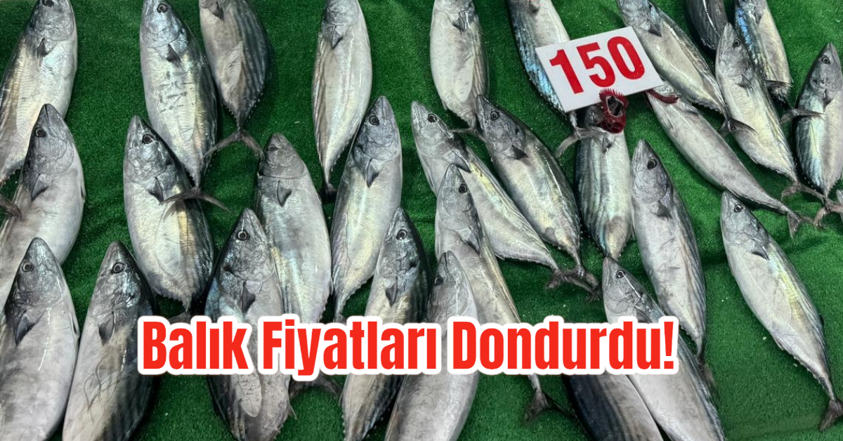 Zonguldak'ta Soğuk Havaya Rağmen Balık Fiyatları Dondurucu!