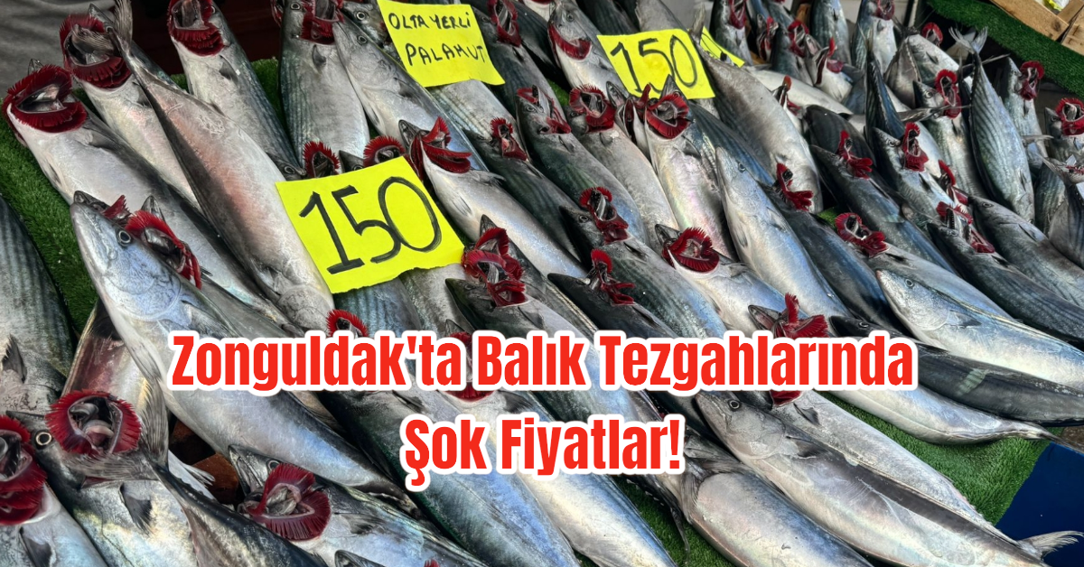 Zonguldak'ta Balık Tezgahlarında Şok Fiyatlar! 