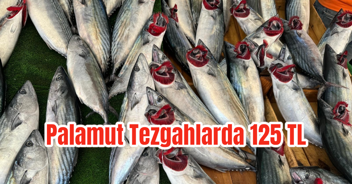 Palamut Tezgahlarda 125 TL