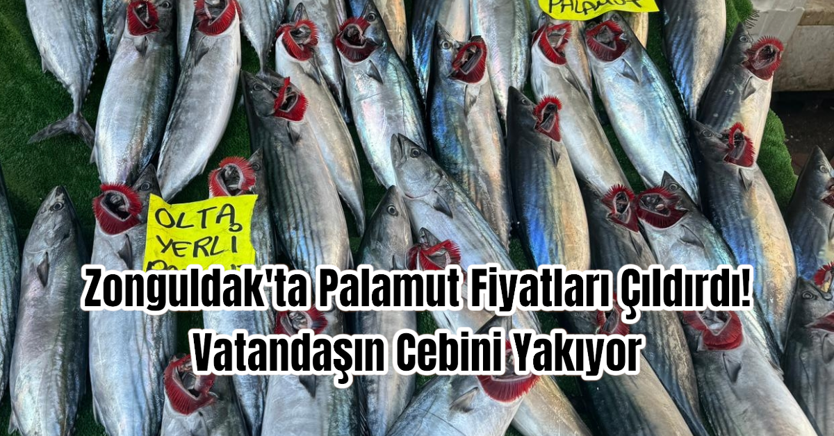 Zonguldak'ta Palamut Fiyatları Çıldırdı! Vatandaşın Cebini Yakıyor