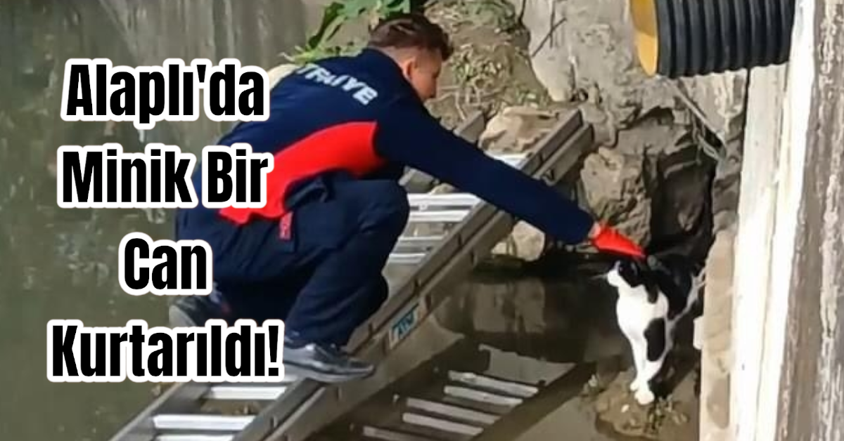 Alaplı'da Minik Bir Can Kurtarıldı!