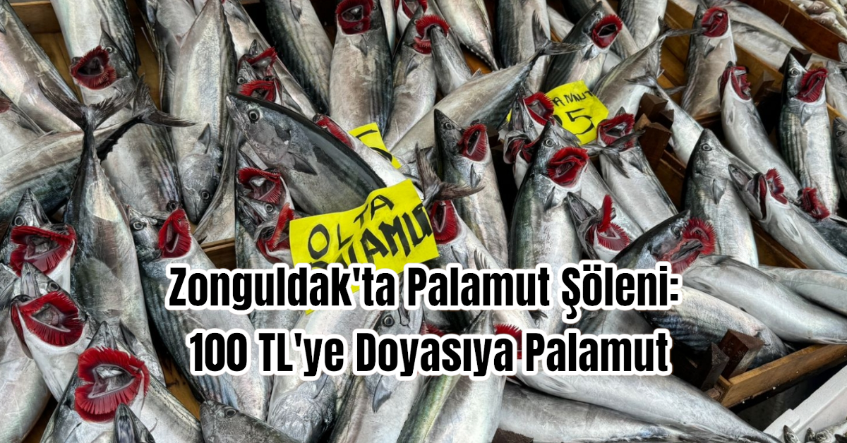 Zonguldak'ta Palamut Şöleni: 100 TL'ye Doyasıya Palamut