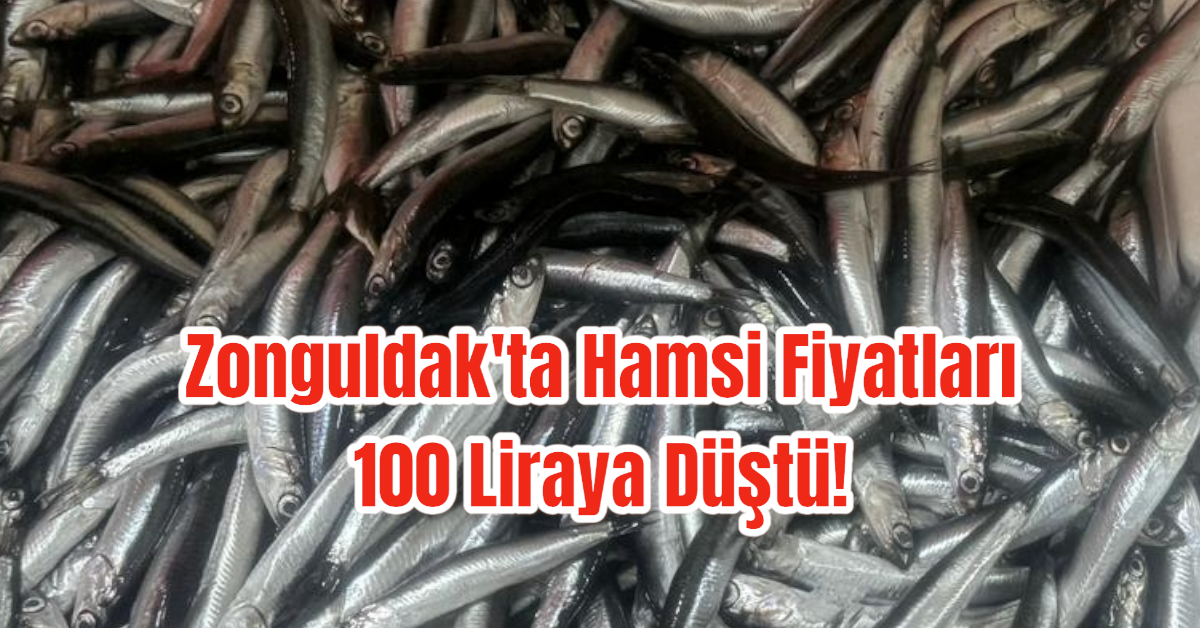 Zonguldak'ta Hamsi Fiyatları 100 Liraya Düştü! 