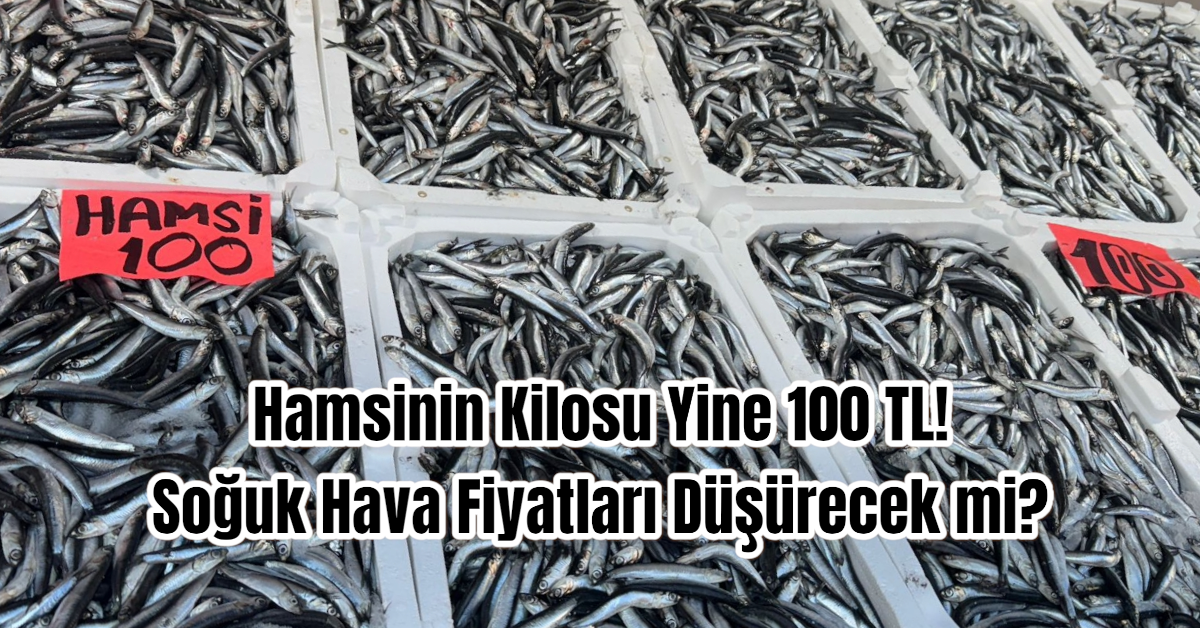 Hamsinin Kilosu Yine 100 TL! Soğuk Hava Fiyatları Düşürecek mi?