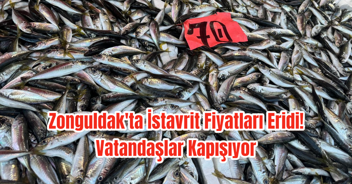 Zonguldak'ta İstavrit Fiyatları Eridi! Vatandaşlar Kapışıyor