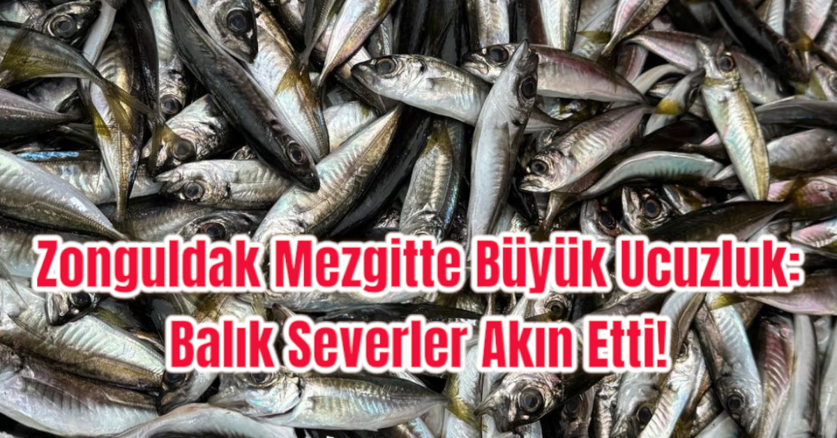 Zonguldak Mezgitte Büyük Ucuzluk: Balık Severler Akın Etti! 