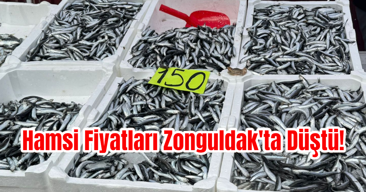 Hamsi Fiyatları Zonguldak'ta Düştü!