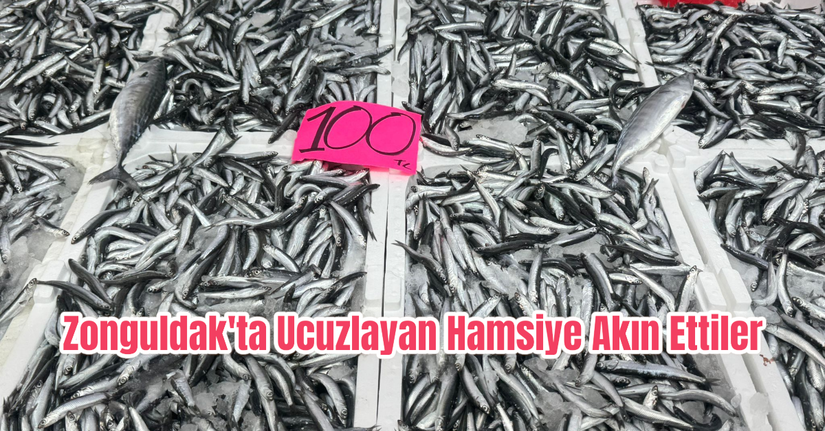 Zonguldak'ta Ucuzlayan Hamsiye Akın Ettiler