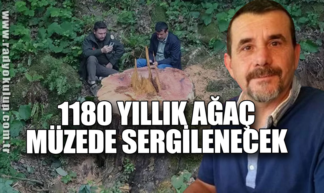 1180 yıllık ağaç müzede sergilenecek