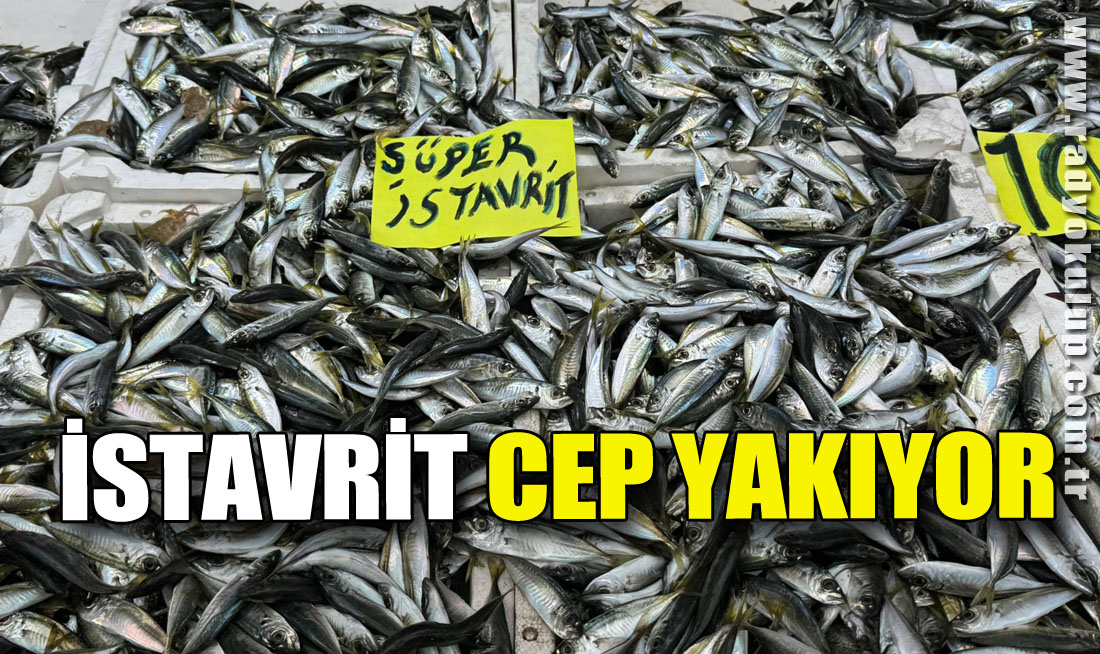 İstavrit Cep Yakıyor