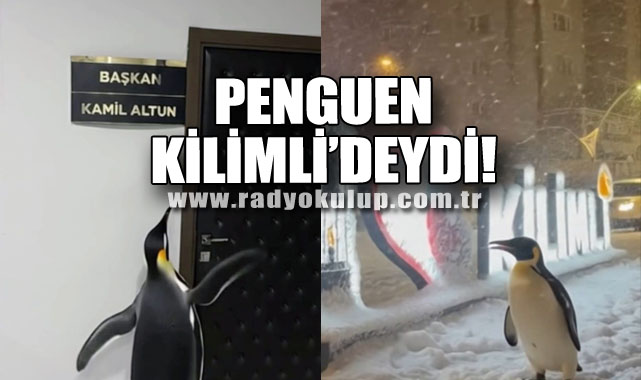Penguen Kilimli’deydi!