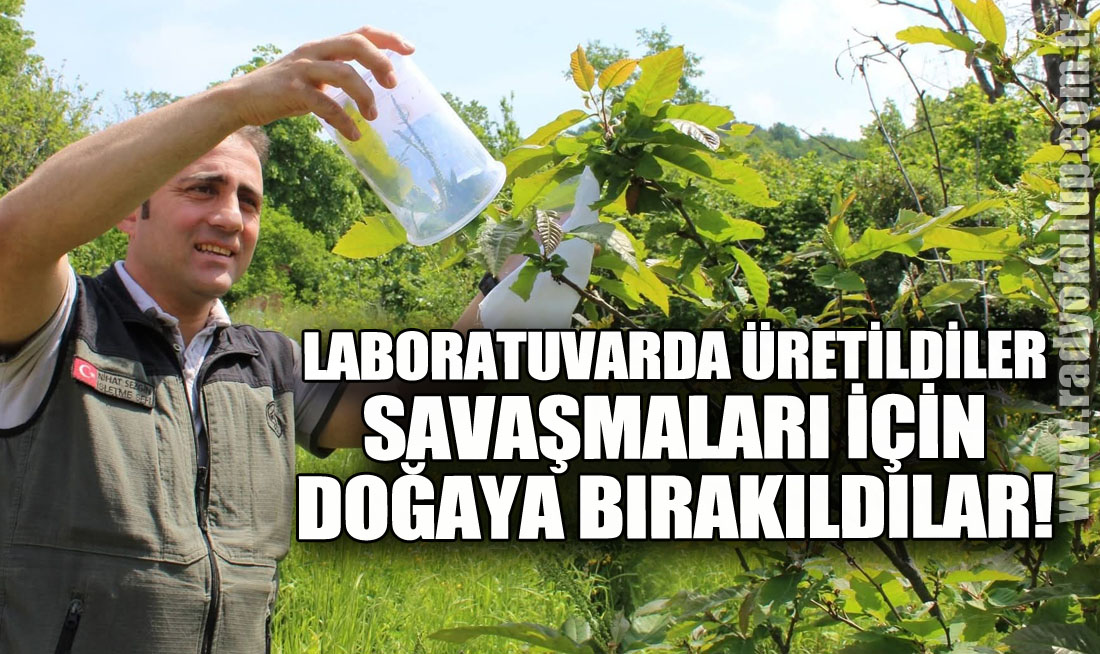 Laboratuvarda üretildiler ve Savaşmaları İçin Doğaya Bırakıldılar!