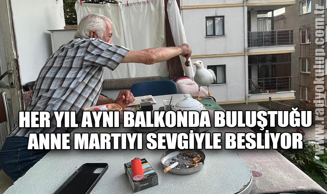 Her Yıl Aynı Balkonda Buluştuğu Anne Martıyı Sevgiyle Besliyor